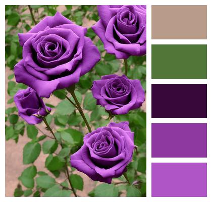 Flowers Purple Rose Rosebush Image